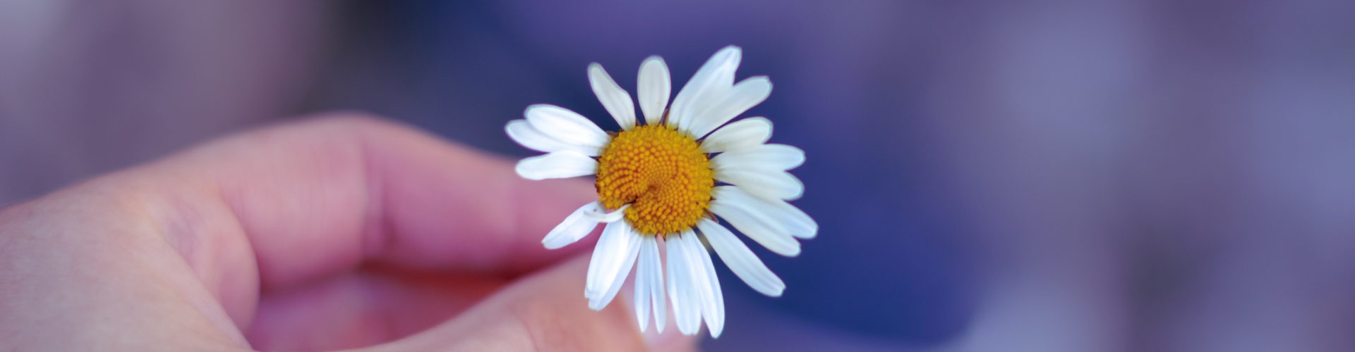Flower, Nature, Hand, Woman, Gift, Close-up, Text Space, Goose Flower